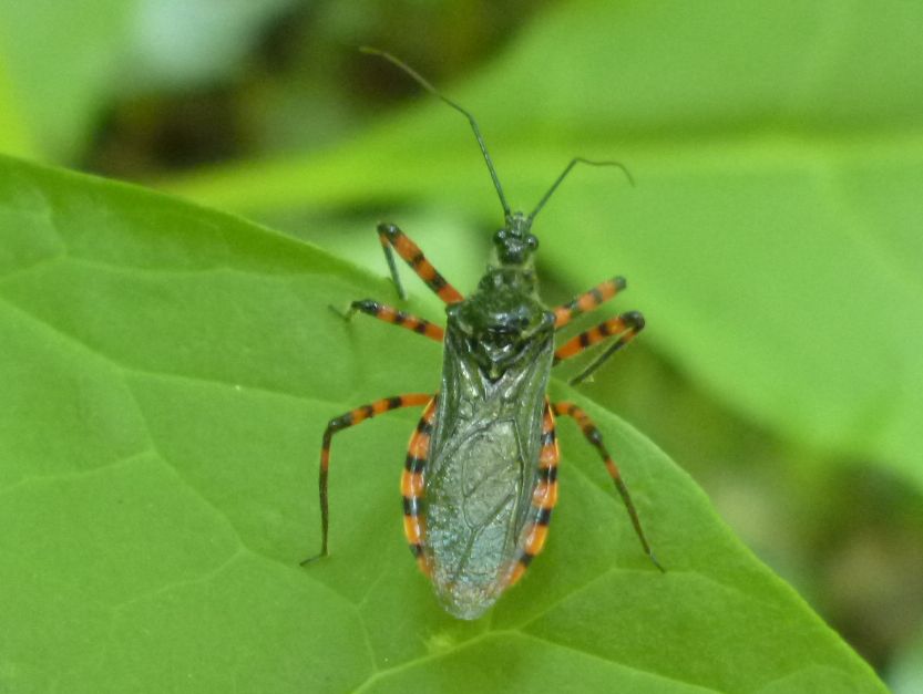Reduviidae: Sphedanolestes cingulatus della Campania (NA)